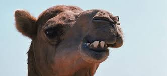 Next, we offer a selection of photos of camels camel in the desert. Nasal Surfaces Remove Water Vapor Dromedary Asknature