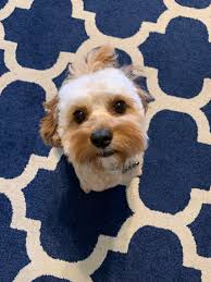 Good afternoon all.. just after some advice and see if anyone else is/has  experienced similar, our nearly 3 year old Cavapoochon Boy at times is very  possessive over items eg toys, socks,