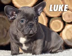 More images for french bulldog puppies for sale under 1000 in texas » French Bulldog Puppies Under 2500 Pets Lovers