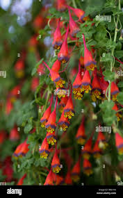 Image result for Tropaeolaceae