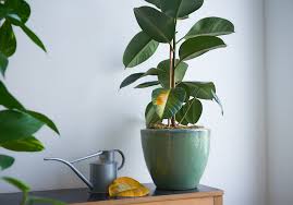 We did not find results for: I Overwatered My Rubber Plant And This Is What I Learnt The Houseplant Urban Jungle Blog