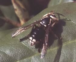 Large black wasp with white stripes. Controlling Wasps Bees And Hornets Around Your Home Unh Extension