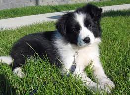 I Miss My Border Collie Needanotherone Border Collie Lab Mix Collie Puppies Border Collie