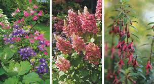 Javascript est désactivé dans votre sureau à feuilles très découpées, pourpre sombre. Longue Floraison 26 Stars En Toutes Situations