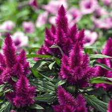 Image result for Celosia