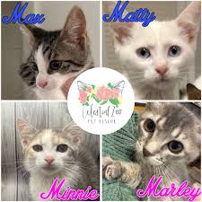 This is Bandit my deep blue eyed Maine Coon kitten. He's under 7 months old  and getting pretty big already. He really is the most affectionate cat or  kitten I've EVER come