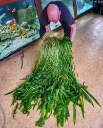 Image result for Aponogeton desertorum