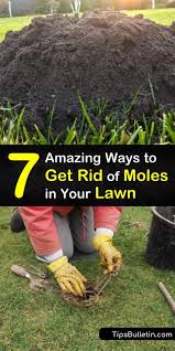 Moles rarely show up to the ground's surface, and even if every so often they do come up, they will only ever show their heads or snouts. 7 Amazing Ways To Get Rid Of Moles In Your Lawn