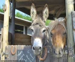 Maybe you would like to learn more about one of these? Horses Puzzles Jigsaw
