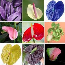 Bonsai Free Ship 20 Rare Flower Seeds Anthurium Andraeanu Seeds Balcony Potted Plant Anthurium Flower Seeds For Anthurium Flower Flower Seeds Anthurium Seeds