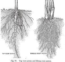 The tree's root system, which is shallow and spreading, can sometimes cover 50 feet of ground ficus trees have leathery, glossy leaves that come in various heights. Tap Root System And Fibrous Root System Root Diagram Root System Organic Geometry