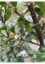 How To Grow And Care For 'Blue Princess' Holly