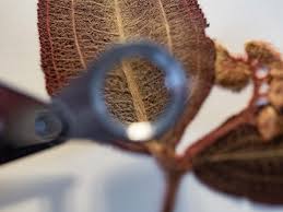 Image result for Oxygonum delagoense