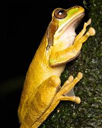 Image result for Fadogia tomentosa