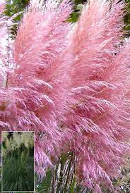 Pink Pampas Grass I Want Some Of This Pink Pampas Grass Beautiful Flowers Ornamental Grasses