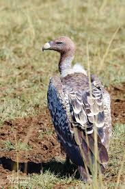 Image result for Gutenbergia rueppellii