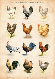 vintage chicken breed chart limited edition art print