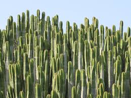 Get fresh cactus online jobs daily straight to your inbox! 11 Ways To Use Cactus To Enhance Your Landscaping