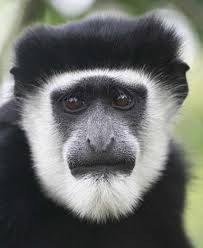 Black And White Monkey Pictures Cute Types Of Monkeys Types Of Monkeys Monkey Pictures Pet Monkey