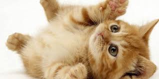 تفسير حلم إطعام القطط في المنام للعزباء والمتزوجة والرجل اوان مصر