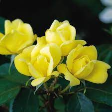 Check spelling or type a new query. Sunny Knock Out Rose Direct Gardening