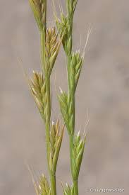 Image result for Lolium