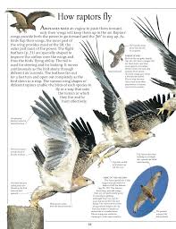 Birds Of Prey Pictures Anatomy Of Birds Prey Eagle Birds Prey Eagle