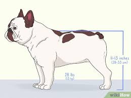 The french bulldog has the appearance of an active, intelligent, muscular dog of heavy bone, smooth coat, compactly built, and of medium or small structure. 4 Ways To Identify A French Bulldog Wikihow