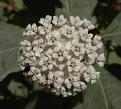 White Milkweed Asclepias Variegata