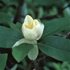 Variety australis was first described in 1919 by professor charles sprague sargent from plants growing in north and south. Moonglow Sweet Bay Magnolia Buy At Nature Hills Nursery