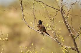 Image result for चिड़िया दाना खाती