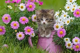 Maybe you would like to learn more about one of these? Cat With Flowers Cats 36923859 500 333 Deruyter Library