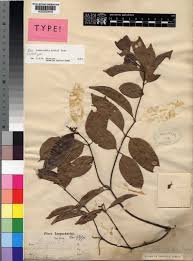 Image result for Landolphia kirkii