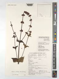 Image result for Salvia nilotica