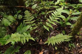 Image result for Megalastrum lanuginosum