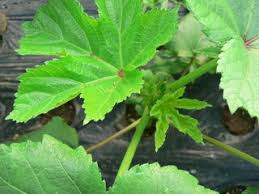 オクラの葉について教えてください オクラ 野菜 の葉につい Yahoo 知恵袋