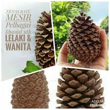 Batu akik anggur bulan memiliki banyak sekali manfaat dan kasiatnya, batu ini juga salah satu batu tercantik yang sangat digemari oleh para pemburu batu akik anggur bulan memiliki bentuk permata yang sering digunakan untuk menghiasi cincin, dan sangat cocok untuk dijadikan hiasan batu liontin. Adelia Sy Nk Cerita Pengalaman Sy Minum Air Rendaman Facebook