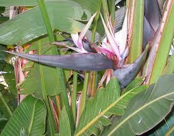 Image result for Strelitzia
