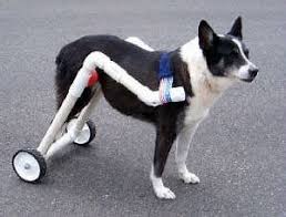 Pin On Dog Wheelchair