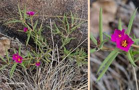 Image result for Portulaca kermesina