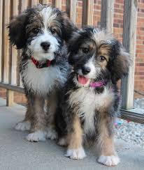 Bernedoodle puppies michigan for sale. Bernedoodle Puppies By Bear Paws Home Facebook