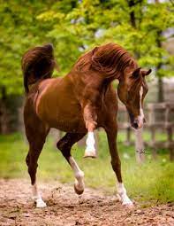 Maybe you would like to learn more about one of these? Arabian Horse World Strikingly Beautiful Padrons Psyche Is A Legendary Arabian Horse He Was A Brilliant Show Horse And An Even More Brilliant Sire The Success Many Have Had With Linebreeding