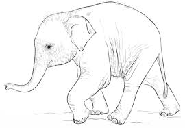 We did not find results for: Elephant Drawing Archives How To Draw
