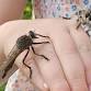Coonong Creek bio blitz - Friday, 5 June