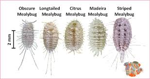 Image result for Mealybug cucumber