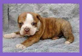 English Bulldog Breeders In Ohio Akc Registered Ohio English Bulldog Puppies Breeders Englis English Bulldog Breeders Bulldog Puppies English Bulldog Puppies