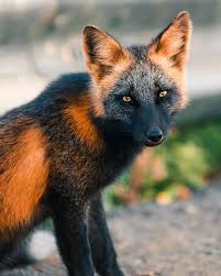 Black And Orange Fox Breed Guy Earns The Trust Of A Black And Orange Fox Shares 20 Stunning Pics In 2020 Pet Fox Animals Beautiful Animals