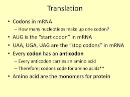 Only groups of three nucleotides provide enough combinations to create all. Ppt Dna And Protein Synthesis Powerpoint Presentation Free Download Id 5473542