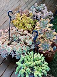Succulent In A Hanging Pot In 2020 Succulents Succulent Art Flowers