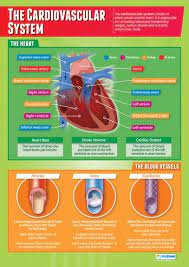 The Cardiovascular System Physical Education School Posters Teaching Biology Cardiovascular System Human Anatomy And Physiology